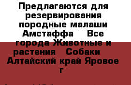 Предлагаются для резервирования породные малаши Амстаффа  - Все города Животные и растения » Собаки   . Алтайский край,Яровое г.